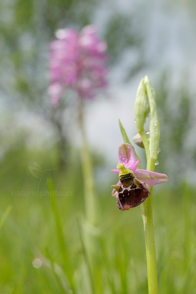 Tořič čmelákovitý Holubyův (Ophrys holoserica holubyana), Tořič čmelákovitý Holubyův (Ophrys holoserica holubyana) Late Spider Orchid, Autor: Ondřej Prosický | NaturePhoto.cz, Model: Canon EOS 5D Mark II, Objektiv: Canon EF 100mm f/2.8 L IS Macro USM, stativ Gitzo, Clona: 13, Doba expozice: 1/80 s, ISO: 100, Kompenzace expozice: +1/3, 14. května 2016 19:22:15, Bílé Karpaty (Česko) 