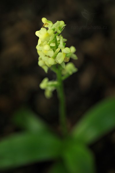 Vstavač bledý (Orchis pallens), Vstavač bledý (Orchis pallens) Pale Orchid, Autor: Ondřej Prosický | NaturePhoto.cz, Model: Canon EOS 5D Mark II, Objektiv: Canon EF 100mm f/2.8 L IS Macro USM, stativ Gitzo, Clona: 3.5, Doba expozice: 1/125 s, ISO: 400, Kompenzace expozice: -1, 14. května 2016 23:00:46, Bílé Karpaty (Česko) 