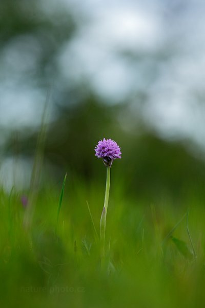 Vstavač trojzubý (Orchis tridentata) , Vstavač trojzubý (Orchis tridentata) Toothed Orchid, Autor: Ondřej Prosický | NaturePhoto.cz, Model: Canon EOS 5D Mark II, Objektiv: Canon EF 100mm f/2.8 L IS Macro USM, stativ Gitzo, Clona: 6.3, Doba expozice: 1/50 s, ISO: 400, Kompenzace expozice: 0, 15. května 2016 13:19:48, Bílé Karpaty (Česko) 