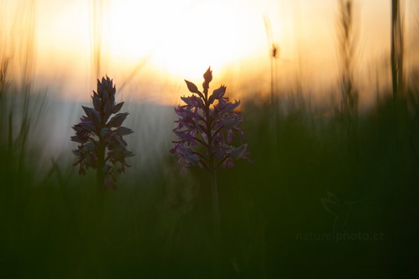 Vstavač vojenský (Orchis militaris), Vstavač vojenský (Orchis militaris) Military Orchid, Autor: Ondřej Prosický | NaturePhoto.cz, Model: Canon EOS 5D Mark II, Objektiv: EF70-200mm f/2.8L IS II USM +1.4x, Objektiv: Canon EF 100mm f/2.8 L IS Macro USM, stativ Gitzo, Clona: 4.0, Doba expozice: 1/80 s, ISO: 100, Kompenzace expozice: -1/3, 15. května 2016 3:04:16, Bílé Karpaty (Česko) 