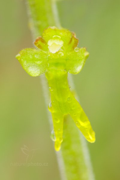 Bradáček vejčitý (Listera ovata) , Bradáček vejčitý (Listera ovata) Twayblade, Autor: Ondřej Prosický | NaturePhoto.cz, Model: Canon EOS 5D Mark II, Objektiv: Canon EF 100mm f/2.8 L IS Macro USM, stativ Gitzo, Clona: 9.0, Doba expozice: 5.0 s, ISO: 100, Kompenzace expozice: +2/3, 14. května 2016 14:22:50, Bílé Karpaty (Česko) 