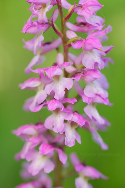 Vstavač Lorezův (Orchis x loreziana), Vstavač Lorezův (Orchis x loreziana) Lorez Orchid, Autor: Ondřej Prosický | NaturePhoto.cz, Model: Canon EOS 5D Mark II, Objektiv: Canon EF 100mm f/2.8 L IS Macro USM, stativ Gitzo, Clona: 4.0, Doba expozice: 1/40 s, ISO: 200, Kompenzace expozice: +2/3, 14. května 2016 23:44:45, Bílé Karpaty (Česko) 