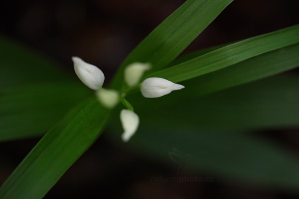 Okrotice dlouholistá (Cephalanthera longifolia), Okrotice dlouholistá (Cephalanthera longifolia) Sword-leaved Helleborine, Autor: Ondřej Prosický | NaturePhoto.cz, Model: Canon EOS 5D Mark II, Objektiv: Canon EF 100mm f/2.8 L IS Macro USM, stativ Gitzo, Clona: 4.0, Doba expozice: 1/80 s, ISO: 1600, Kompenzace expozice: -2/3, 14. května 2016 22:04:51, Bílé Karpaty (Česko) 