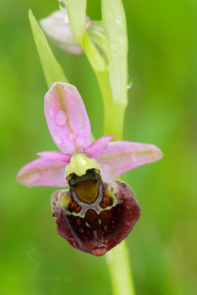 Tořič čmelákovitý Holubyův (Ophrys holoserica holubyana), Tořič čmelákovitý Holubyův (Ophrys holoserica holubyana) Late Spider Orchid, Autor: Ondřej Prosický | NaturePhoto.cz, Model: Canon EOS 5D Mark II, Objektiv: Canon EF 100mm f/2.8 L IS Macro USM, stativ Gitzo, Clona: 9.0, Doba expozice: 1/4 s, ISO: 100, Kompenzace expozice: -2/3, 14. května 2016 19:13:24, Bílé Karpaty (Česko) 