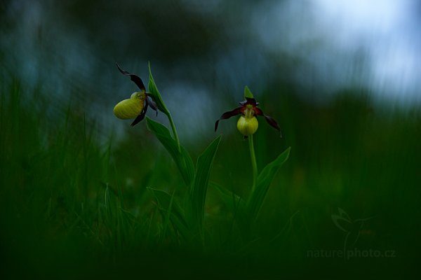 Střevíčník pantoflíček (Cypripedium calceolus), Střevíčník pantoflíček (Cypripedium calceolus) Lady&#039;s Slipper Orchid, Autor: Ondřej Prosický | NaturePhoto.cz, Model: Canon EOS 5D Mark II, Objektiv: Canon EF 100mm f/2.8 L IS Macro USM, stativ Gitzo, Clona: 3.5, Doba expozice: 1/40 s, ISO: 400, Kompenzace expozice: 0, 15. května 2016 13:01:05, Bílé Karpaty (Česko)  