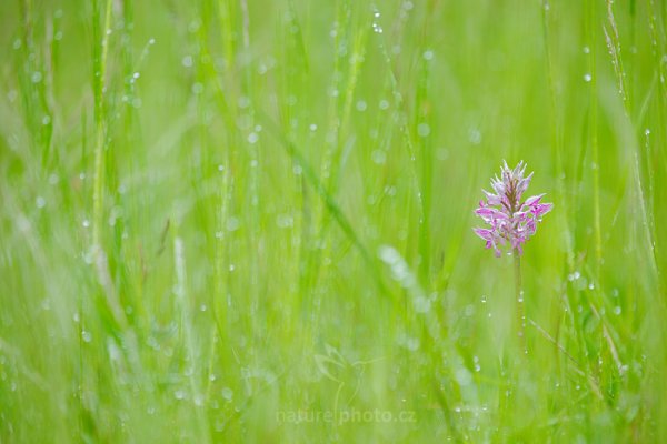 Vstavač vojenský (Orchis militaris), Vstavač vojenský (Orchis militaris) Military Orchid, Autor: Ondřej Prosický | NaturePhoto.cz, Model: Canon EOS 5D Mark II, Objektiv: Canon EF 100mm f/2.8 L IS Macro USM, stativ Gitzo, Clona: 5.6, Doba expozice: 1/15 s, ISO: 200, Kompenzace expozice: +1 1/3, 14. května 2016 15:12:43, Bílé Karpaty (Česko) 