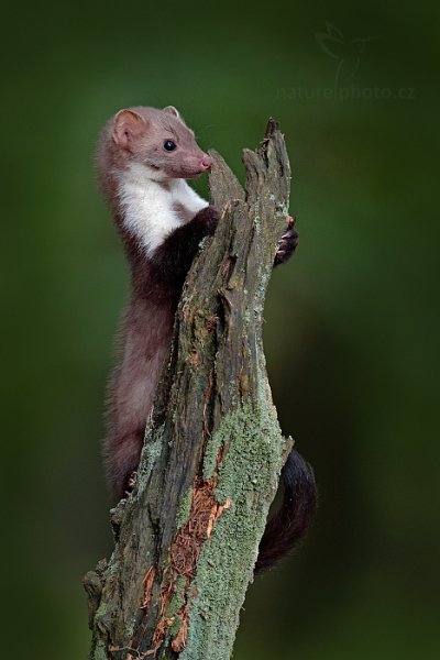 Kuna skalní (Martes foina), Kuna skalní (Martes foina), Beech Marten, Autor: Ondřej Prosický | NaturePhoto.cz, Model: Canon EOS-1D X Mark II, Objektiv: EF400mm f/2.8L IS II USM, Clona: 4.0, Doba expozice: 1/200 s, ISO: 1600, Kompenzace expozice: -1/3, 24. července 2016 14:03:14, zvíře v lidské péči, Vysočina (Česko) 