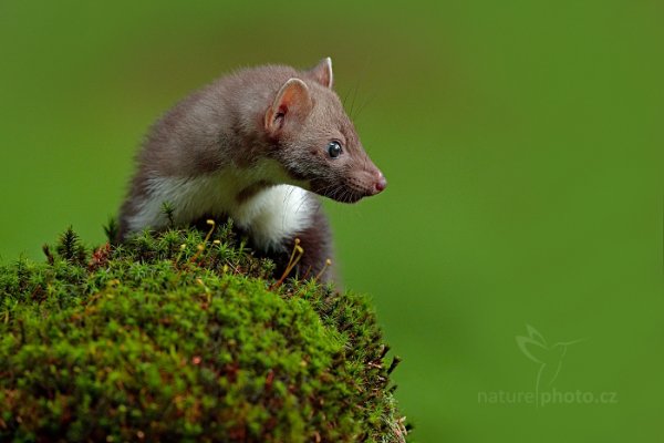 Kuna skalní (Martes foina), Kuna skalní (Martes foina), Beech Marten, Autor: Ondřej Prosický | NaturePhoto.cz, Model: Canon EOS-1D X Mark II, Objektiv: EF400mm f/2.8L IS II USM, Clona: 5.0, Doba expozice: 1/320 s, ISO: 3200, Kompenzace expozice: -1/3, 24. července 2016 10:24:26, zvíře v lidské péči, Vysočina (Česko) 