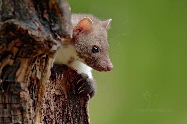 Kuna skalní (Martes foina), Kuna skalní (Martes foina), Beech Marten, Autor: Ondřej Prosický | NaturePhoto.cz, Model: Canon EOS-1D X Mark II, Objektiv: EF400mm f/2.8L IS II USM, Clona: 5.0, Doba expozice: 1/200 s, ISO: 1600, Kompenzace expozice: -2/3, 24. července 2016 8:54:31, zvíře v lidské péči, Vysočina (Česko) 