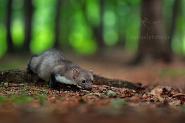 Kuna skalní (Martes foina), Kuna skalní (Martes foina), Beech Marten, Autor: Ondřej Prosický | NaturePhoto.cz, Model: Canon EOS-1D X Mark II, Objektiv: EF70-200mm f/2.8L IS II USM, Clona: 4.0, Doba expozice: 1/200 s, ISO: 1600, Kompenzace expozice: -1/3, 24. července 2016 13:33:33, zvíře v lidské péči, Vysočina (Česko) 