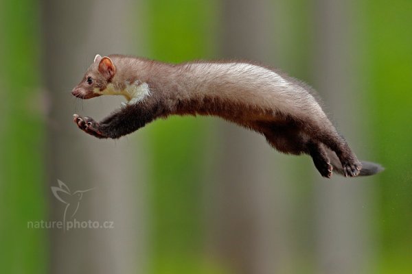 Kuna skalní (Martes foina),  Kuna skalní (Martes foina), Beech Marten, Autor: Ondřej Prosický | NaturePhoto.cz, Model: Canon EOS-1D X Mark II, Objektiv: EF400mm f/2.8L IS II USM, Clona: 4.5, Doba expozice: 1/1600 s, ISO: 2500, Kompenzace expozice: -1/3, 24. července 2016 9:32:15, zvíře v lidské péči, Vysočina (Česko) 