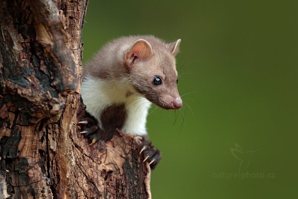 Kuna skalní (Martes foina), Kuna skalní (Martes foina), Beech Marten, Autor: Ondřej Prosický | NaturePhoto.cz, Model: Canon EOS-1D X Mark II, Objektiv: EF400mm f/2.8L IS II USM, Clona: 4.5, Doba expozice: 1/500 s, ISO: 1600, Kompenzace expozice: -1 1/3, 24. července 2016 8:47:12, zvíře v lidské péči, Vysočina (Česko) 