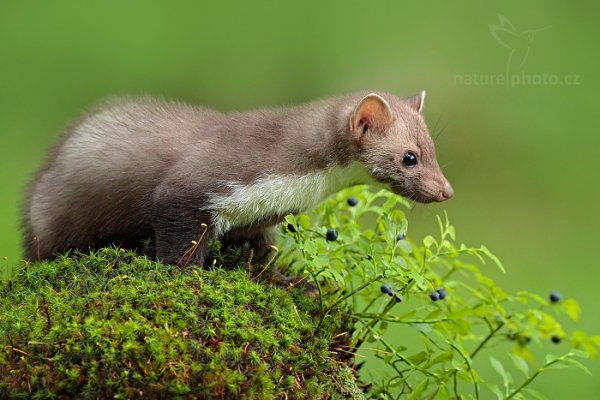 Kuna skalní (Martes foina), Kuna skalní (Martes foina), Beech Marten, Autor: Ondřej Prosický | NaturePhoto.cz, Model: Canon EOS-1D X Mark II, Objektiv: EF400mm f/2.8L IS II USM, Clona: 6.3, Doba expozice: 1/160 s, ISO: 3200, Kompenzace expozice: -1/3, 24. července 2016 10:21:39, zvíře v lidské péči, Vysočina (Česko) 