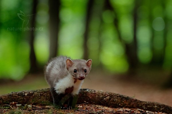 Kuna skalní (Martes foina), Kuna skalní (Martes foina), Beech Marten, Autor: Ondřej Prosický | NaturePhoto.cz, Model: Canon EOS-1D X Mark II, Objektiv: EF70-200mm f/2.8L IS II USM, Clona: 4.5, Doba expozice: 1/200 s, ISO: 1600, Kompenzace expozice: -1/3, 24. července 2016 13:33:08, zvíře v lidské péči, Vysočina (Česko) 