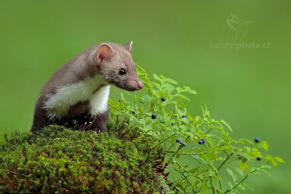 Kuna skalní (Martes foina), Kuna skalní (Martes foina), Beech Marten, Autor: Ondřej Prosický | NaturePhoto.cz, Model: Canon EOS-1D X Mark II, Objektiv: EF400mm f/2.8L IS II USM, Clona: 5.0, Doba expozice: 1/320 s, ISO: 3200, Kompenzace expozice: -1/3, 24. července 2016 10:21:25, zvíře v lidské péči, Vysočina (Česko) 