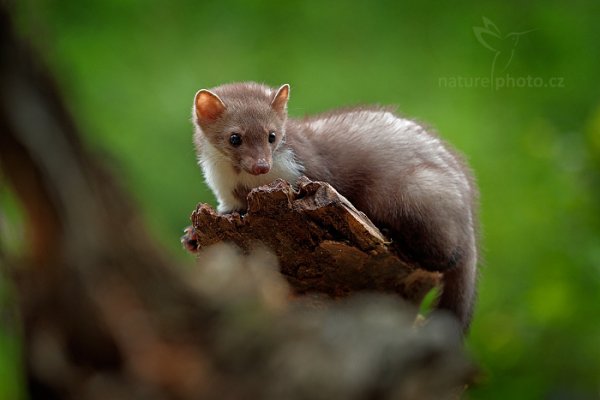 Kuna skalní (Martes foina), Kuna skalní (Martes foina) Beech Marten, Autor: Ondřej Prosický | NaturePhoto.cz, Model: Canon EOS-1D X Mark II, Objektiv: EF70-200mm f/2.8L IS II USM, Clona: 4.5, Doba expozice: 1/250 s, ISO: 1000, Kompenzace expozice: 0, 24. července 2016 10:10:29, zvíře v lidské péči, Vysočina (Česko) 