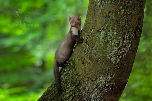 Kuna skalní (Martes foina),  Kuna skalní (Martes foina) Beech Marten, Autor: Ondřej Prosický | NaturePhoto.cz, Model: Canon EOS-1D X Mark II, Objektiv: EF70-200mm f/2.8L IS II USM, Clona: 4.0, Doba expozice: 1/100 s, ISO: 1600, Kompenzace expozice: -1/3, 24. července 2016 13:35:57, zvíře v lidské péči, Vysočina (Česko) 