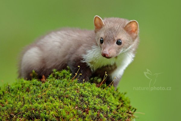 Kuna skalní (Martes foina), Kuna skalní (Martes foina) Beech Marten, Autor: Ondřej Prosický | NaturePhoto.cz, Model: Canon EOS-1D X Mark II, Objektiv: EF400mm f/2.8L IS II USM, Clona: 5.0, Doba expozice: 1/320 s, ISO: 3200, Kompenzace expozice: -1/3, 24. července 2016 10:24:32, zvíře v lidské péči, Vysočina (Česko) 