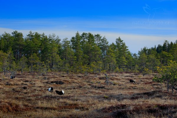 Tetřívek obecný (Tetrao tetrix), Tetřívek obecný (Tetrao tetrix) Black Grouse, Autor: Ondřej Prosický | NaturePhoto.cz, Model: Canon EOS 5D Mark II, Ohnisková vzdálenost (EQ35mm): 102 mm, stativ Gitzo, Clona: 7.1, Doba expozice: 1/125 s, ISO: 320, Kompenzace expozice: -1/3, Blesk: Ne, 22. dubna 2015 6:39:55, Bergslagen (Švédsko)