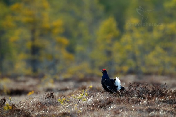 Tetřívek obecný (Tetrao tetrix), Tetřívek obecný (Tetrao tetrix) Black Grouse, Autor: Ondřej Prosický | NaturePhoto.cz, Model: Canon EOS-1D X, Objektiv: EF400mm f/2.8L IS II USM +2x III, Ohnisková vzdálenost (EQ35mm): 800 mm, stativ Gitzo, Clona: 6.3, Doba expozice: 1/125 s, ISO: 400, Kompenzace expozice: -1/3, Blesk: Ne, 22. dubna 2015 7:16:30, Bergslagen (Švédsko) 