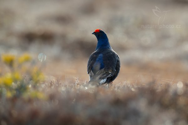 Tetřívek obecný (Tetrao tetrix), Tetřívek obecný (Tetrao tetrix) Black Grouse, Autor: Ondřej Prosický | NaturePhoto.cz, Model: Canon EOS-1D X, Objektiv: EF400mm f/2.8L IS II USM +2x III, Ohnisková vzdálenost (EQ35mm): 800 mm, stativ Gitzo, Clona: 6.3, Doba expozice: 1/160 s, ISO: 400, Kompenzace expozice: -1/3, Blesk: Ne, 22. dubna 2015 7:13:53, Bergslagen (Švédsko) 