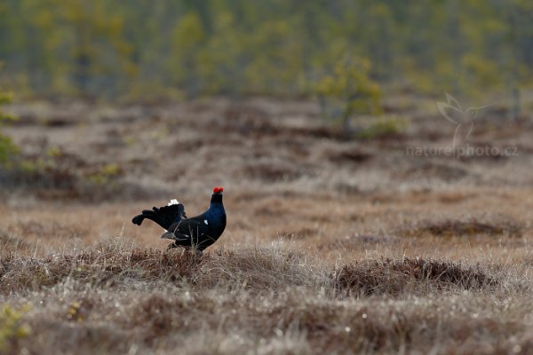 Tetřívek obecný (Tetrao tetrix), Tetřívek obecný (Tetrao tetrix) Black Grouse, Autor: Ondřej Prosický | NaturePhoto.cz, Model: Canon EOS-1D X, Objektiv: EF400mm f/2.8L IS II USM +2x III, Ohnisková vzdálenost (EQ35mm): 800 mm, stativ Gitzo, Clona: 5.6, Doba expozice: 1/125 s, ISO: 400, Kompenzace expozice: -1/3, Blesk: Ne, 22. dubna 2015 6:50:47, Bergslagen (Švédsko) 