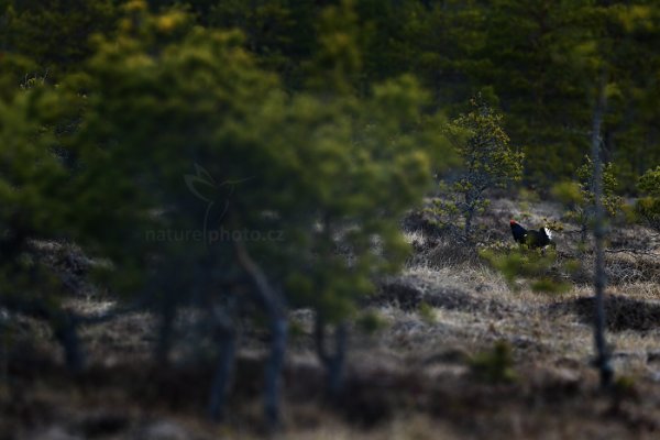 Tetřívek obecný (Tetrao tetrix)t, Tetřívek obecný (Tetrao tetrix) Black Grouse, Autor: Ondřej Prosický | NaturePhoto.cz, Model: Canon EOS-1D X, Objektiv: EF400mm f/2.8L IS II USM, Ohnisková vzdálenost (EQ35mm): 400 mm, stativ Gitzo, Clona: 6.3, Doba expozice: 1/500 s, ISO: 1000, Kompenzace expozice: -2/3, Blesk: Ne, 22. dubna 2015 6:41:25, Bergslagen (Švédsko) 