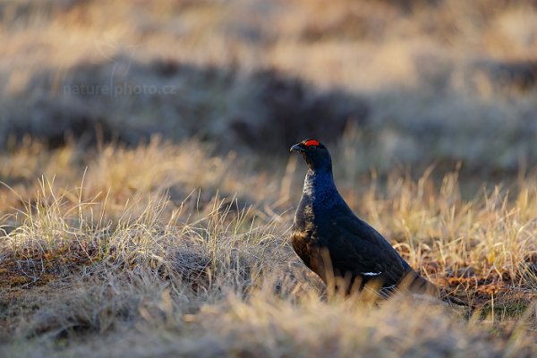 Tetřívek obecný (Tetrao tetrix), Tetřívek obecný (Tetrao tetrix) Black Grouse, Autor: Ondřej Prosický | NaturePhoto.cz, Model: Canon EOS-1D X, Objektiv: EF400mm f/2.8L IS II USM, Ohnisková vzdálenost (EQ35mm): 400 mm, stativ Gitzo, Clona: 4.0, Doba expozice: 1/60 s, ISO: 100, Kompenzace expozice: -1/3, Blesk: Ne, 21. dubna 2015 19:45:50, Bergslagen (Švédsko) 