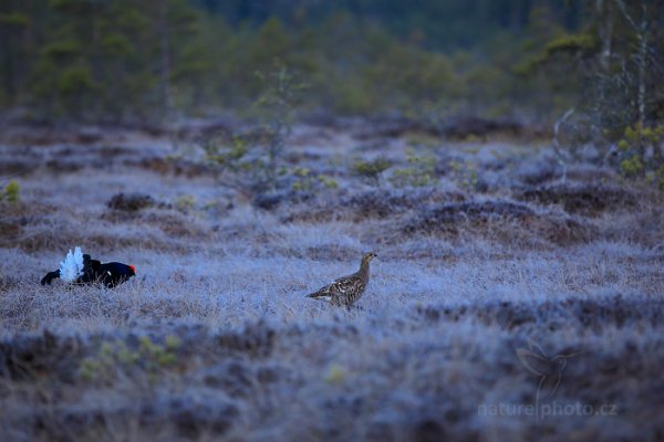 Tetřívek obecný (Tetrao tetrix), Tetřívek obecný (Tetrao tetrix) Black Grouse, Autor: Ondřej Prosický | NaturePhoto.cz, Model: Canon EOS 5D Mark II, Ohnisková vzdálenost (EQ35mm): 200 mm, stativ Gitzo, Clona: 3.5, Doba expozice: 1/200 s, ISO: 640, Kompenzace expozice: -1/3, Blesk: Ne, 22. dubna 2015 4:33:42, Bergslagen (Švédsko) 