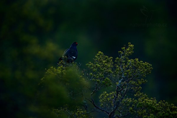 Tetřívek obecný (Tetrao tetrix), Tetřívek obecný (Tetrao tetrix) Black Grouse, Autor: Ondřej Prosický | NaturePhoto.cz, Model: Canon EOS-1D X, Objektiv: EF400mm f/2.8L IS II USM +2x III, Ohnisková vzdálenost (EQ35mm): 800 mm, stativ Gitzo, Clona: 5.6, Doba expozice: 1/640 s, ISO: 2000, Kompenzace expozice: -1/3, Blesk: Ne, 22. dubna 2015 6:12:39, Bergslagen (Švédsko) 