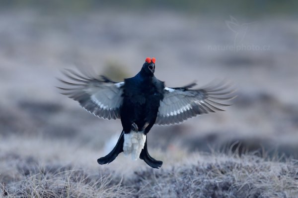 Tetřívek obecný (Tetrao tetrix), Tetřívek obecný (Tetrao tetrix) Black Grouse, Autor: Ondřej Prosický | NaturePhoto.cz, Model: Canon EOS-1D X, Objektiv: EF400mm f/2.8L IS II USM, Ohnisková vzdálenost (EQ35mm): 400 mm, stativ Gitzo, Clona: 4.0, Doba expozice: 1/500 s, ISO: 1000, Kompenzace expozice: -1/3, Blesk: Ne, 22. dubna 2015 5:50:07, Bergslagen (Švédsko) 