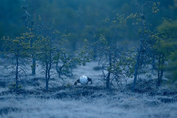 Tetřívek obecný (Tetrao tetrix), Tetřívek obecný (Tetrao tetrix) Black Grouse, Autor: Ondřej Prosický | NaturePhoto.cz, Model: Canon EOS-1D X, Objektiv: EF400mm f/2.8L IS II USM, Ohnisková vzdálenost (EQ35mm): 400 mm, stativ Gitzo, Clona: 4.5, Doba expozice: 1/80 s, ISO: 2000, Kompenzace expozice: -1/3, Blesk: Ne, 22. dubna 2015 5:06:01, Bergslagen (Švédsko) 