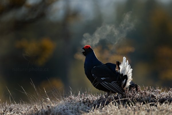 Tetřívek obecný (Tetrao tetrix), Tetřívek obecný (Tetrao tetrix) Black Grouse, Autor: Ondřej Prosický | NaturePhoto.cz, Model: Canon EOS-1D X Mark II, Objektiv: EF400mm f/2.8L IS II USM, stativ Gitzo, Clona: 4.5, Doba expozice: 1/2500 s, ISO: 2000, Kompenzace expozice: -1/3, 25. dubna 2016 6:50:20, Bergslagen (Švédsko) 