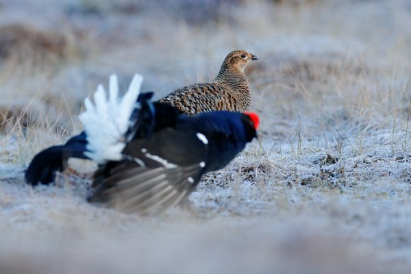 Tetřívek obecný (Tetrao tetrix), Tetřívek obecný (Tetrao tetrix) Black Grouse, Autor: Ondřej Prosický | NaturePhoto.cz, Model: Canon EOS-1D X Mark II, Objektiv: EF400mm f/2.8L IS II USM +2x III, stativ Gitzo, Clona: 7.1, Doba expozice: 1/1000 s, ISO: 2000, Kompenzace expozice: -1/3, 25. dubna 2016 6:43:49, Bergslagen (Švédsko) 