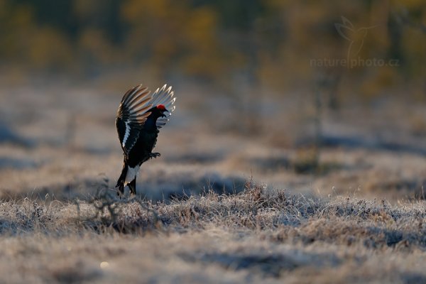 Tetřívek obecný (Tetrao tetrix), Tetřívek obecný (Tetrao tetrix) Black Grouse, Autor: Ondřej Prosický | NaturePhoto.cz, Model: Canon EOS-1D X Mark II, Objektiv: EF400mm f/2.8L IS II USM, stativ Gitzo, Clona: 2.8, Doba expozice: 1/3200 s, ISO: 1000, Kompenzace expozice: -1/3, 25. dubna 2016 6:02:31, Bergslagen (Švédsko) 