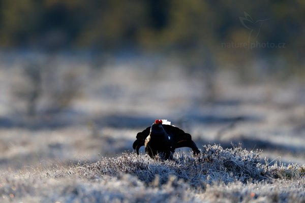 Tetřívek obecný (Tetrao tetrix), Tetřívek obecný (Tetrao tetrix) Black Grouse, Autor: Ondřej Prosický | NaturePhoto.cz, Model: Canon EOS-1D X Mark II, Objektiv: EF400mm f/2.8L IS II USM +1.4x III, stativ Gitzo, Clona: 4.0, Doba expozice: 1/1600 s, ISO: 1000, Kompenzace expozice: -1/3, 25. dubna 2016 6:01:48, Bergslagen (Švédsko) 