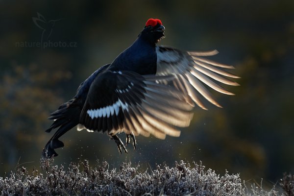 Tetřívek obecný (Tetrao tetrix), Tetřívek obecný (Tetrao tetrix) Black Grouse, Autor: Ondřej Prosický | NaturePhoto.cz, Model: Canon EOS-1D X Mark II, Objektiv: EF400mm f/2.8L IS II USM, stativ Gitzo, Clona: 7.1, Doba expozice: 1/800 s, ISO: 2500, Kompenzace expozice: -1/3, 25. dubna 2016 6:49:49, Bergslagen (Švédsko) 