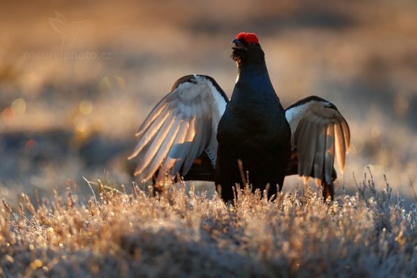 Tetřívek obecný (Tetrao tetrix), Tetřívek obecný (Tetrao tetrix) Black Grouse, Autor: Ondřej Prosický | NaturePhoto.cz, Model: Canon EOS-1D X Mark II, Objektiv: EF400mm f/2.8L IS II USM +1.4x III, stativ Gitzo, Clona: 4.0, Doba expozice: 1/1600 s, ISO: 1000, Kompenzace expozice: -1/3, 25. dubna 2016 6:00:58, Bergslagen (Švédsko) 