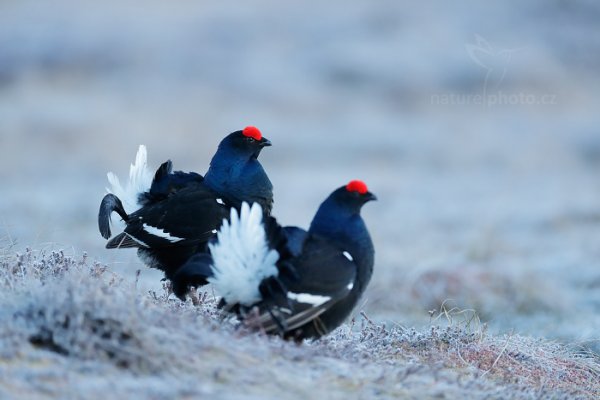 Tetřívek obecný (Tetrao tetrix), Tetřívek obecný (Tetrao tetrix)
Black Grouse, Autor: Ondřej Prosický | NaturePhoto.cz, Model: Canon EOS-1D X Mark II, Objektiv: EF400mm f/2.8L IS II USM +1.4x III, stativ Gitzo, Clona: 4.0, Doba expozice: 1/500 s, ISO: 3200, Kompenzace expozice: 0, 25. dubna 2016 5:20:17, Bergslagen (Švédsko) 