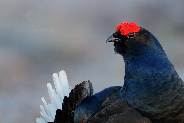 Tetřívek obecný (Tetrao tetrix), Tetřívek obecný (Tetrao tetrix)
Black Grouse, Autor: Ondřej Prosický | NaturePhoto.cz, Model: Canon EOS-1D X Mark II, Objektiv: EF400mm f/2.8L IS II USM +1.4x III, stativ Gitzo, Clona: 6.3, Doba expozice: 1/320 s, ISO: 2000, Kompenzace expozice: -1/3, 25. dubna 2016 5:49:39, Bergslagen (Švédsko) 