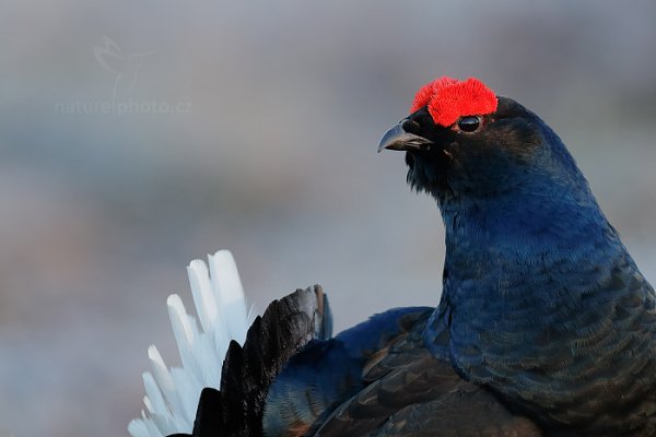 Tetřívek obecný (Tetrao tetrix), Tetřívek obecný (Tetrao tetrix)
Black Grouse, Autor: Ondřej Prosický | NaturePhoto.cz, Model: Canon EOS-1D X Mark II, Objektiv: EF400mm f/2.8L IS II USM +1.4x III, stativ Gitzo, Clona: 6.3, Doba expozice: 1/320 s, ISO: 2000, Kompenzace expozice: -1/3, 25. dubna 2016 5:49:39, Bergslagen (Švédsko) 