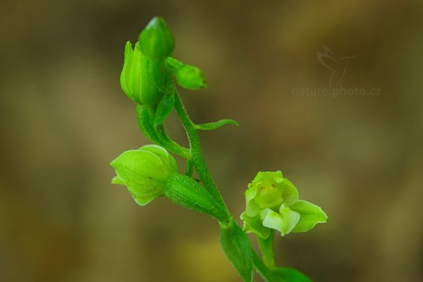 Kruštík moravský (Epipactis moravica), Kruštík moravský (Epipactis moravica) Moravian Helleborine, Autor: Ondřej Prosický | NaturePhoto.cz, Model: Canon EOS 5D Mark II, Objektiv: Canon EF 100mm f/2.8 L IS Macro USM, Clona: 9.0, Doba expozice: 13.0 s, ISO: 100, Kompenzace expozice: +1, 31. července 2016 9:06:29, Uherský Brod (Česko)