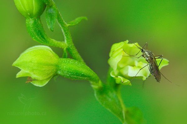 Kruštík moravský (Epipactis moravica), Kruštík moravský (Epipactis moravica) Moravian Helleborine, Autor: Ondřej Prosický | NaturePhoto.cz, Model: Canon EOS 5D Mark II, Objektiv: Canon EF 100mm f/2.8 L IS Macro USM, Clona: 8.0, Doba expozice: 1.0 s, ISO: 1600, Kompenzace expozice: +1, 31. července 2016 8:58:33, Uherský Brod (Česko) 