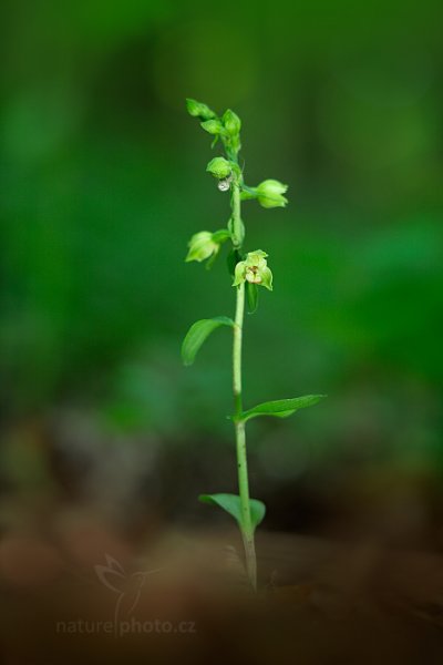 Kruštík moravský (Epipactis moravica), Kruštík moravský (Epipactis moravica) Moravian Helleborine, Autor: Ondřej Prosický | NaturePhoto.cz, Model: Canon EOS 5D Mark II, Clona: 3.2, Doba expozice: 0.3 s, ISO: 100, Kompenzace expozice: 0, 31. července 2016 8:37:34, Uherský Brod (Česko)