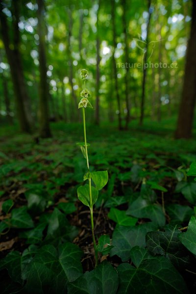 Kruštík Tallósův (Epipactis tallosii), Kruštík Tallósův (Epipactis tallosii) Tallos&#039; Helleborine, Autor: Ondřej Prosický | NaturePhoto.cz, Model: Canon EOS 5D Mark II, Objektiv: Canon EF 16-35 f/4 L IS USM, Clona: 4.0, Doba expozice: 0.6 s, ISO: 100, Kompenzace expozice: +1/3, 31. července 2016 8:14:46, Uherský Brod (Česko) 