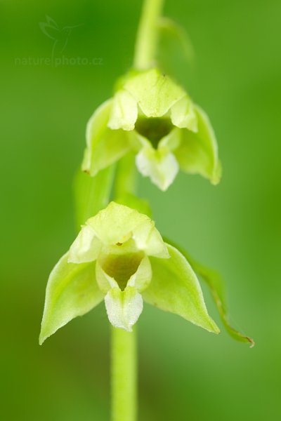 Kruštík Tallósův (Epipactis tallosii), Kruštík Tallósův (Epipactis tallosii) Tallos&#039; Helleborine, Autor: Ondřej Prosický | NaturePhoto.cz, Model: Canon EOS 5D Mark II, Objektiv: Canon EF 100mm f/2.8 L IS Macro USM, Clona: 8.0, Doba expozice: 25.0 s, ISO: 100, Kompenzace expozice: +2/3, 31. července 2016 7:57:26, Uherský Brod (Česko)