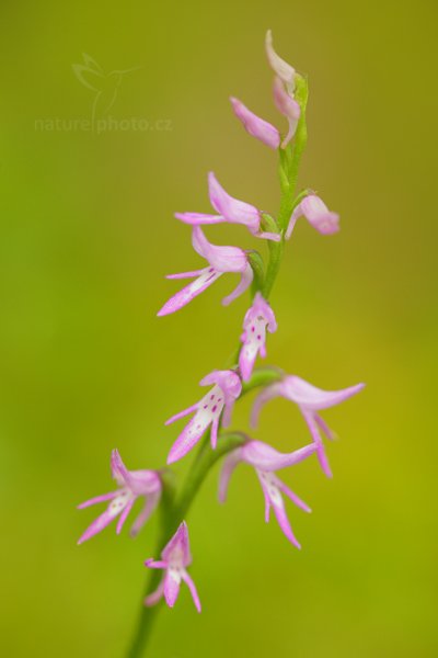 Kapucínek kukačka (neottianthe Cucullata), Kapucínek kukačka (neottianthe Cucullata) Hoodshaped Orchid, Autor: Ondřej Prosický | NaturePhoto.cz, Model: Canon EOS 5D Mark II, Objektiv: Canon EF 100mm f/2.8 L IS Macro USM, Clona: 4.0, Doba expozice: 1/15 s, ISO: 400, Kompenzace expozice: +2/3, 30. července 2016 14:36:54, Augustów (Polsko) 