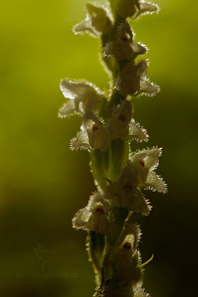 Smrkovník plazivý (Goodyera repens), Smrkovník plazivý (Goodyera repens) Creeping Lady&#039;s-Tresses, Autor: Ondřej Prosický | NaturePhoto.cz, Model: Canon EOS 5D Mark II, Objektiv: Canon EF 100mm f/2.8 L IS Macro USM, Clona: 7.1, Doba expozice: 1/200 s, ISO: 400, Kompenzace expozice: 0, 30. července 2016 12:19:30, Augustów (Polsko) 