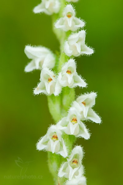 Smrkovník plazivý (Goodyera repens), Smrkovník plazivý (Goodyera repens) Creeping Lady&#039;s-Tresses, Autor: Ondřej Prosický | NaturePhoto.cz, Model: Canon EOS 5D Mark II, Objektiv: Canon EF 100mm f/2.8 L IS Macro USM, Clona: 7.1, Doba expozice: 1/6 s, ISO: 400, Kompenzace expozice: +2/3, 30. července 2016 12:12:09, Augustów (Polsko) 