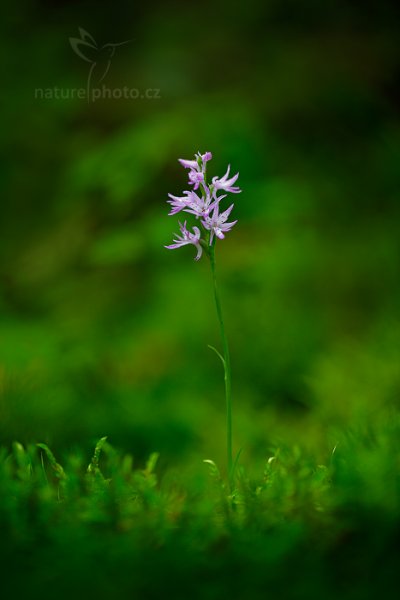 Kapucínek kukačka (neottianthe Cucullata), Kapucínek kukačka (neottianthe Cucullata) Hoodshaped Orchid, Autor: Ondřej Prosický | NaturePhoto.cz, Model: Canon EOS 5D Mark II, Objektiv: Canon EF 100mm f/2.8 L IS Macro USM, Clona: 2.8, Doba expozice: 1/20 s, ISO: 100, Kompenzace expozice: +2/3, 30. července 2016 10:54:58, Augustów (Polsko) 